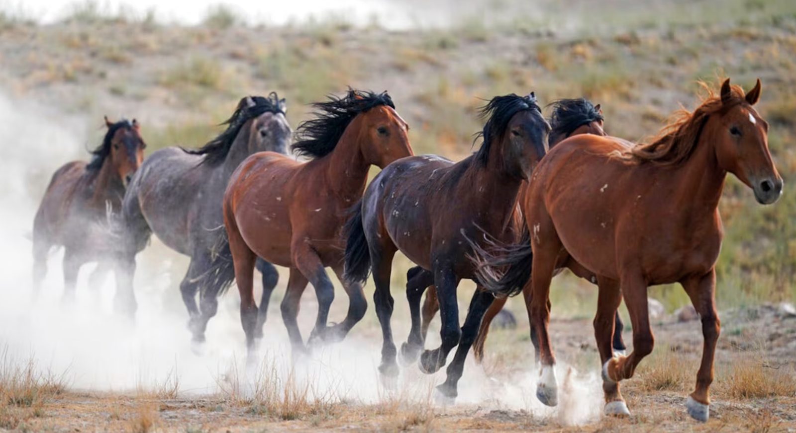 Six wild horses running together through dry brush, kicking up dust, on open range.
