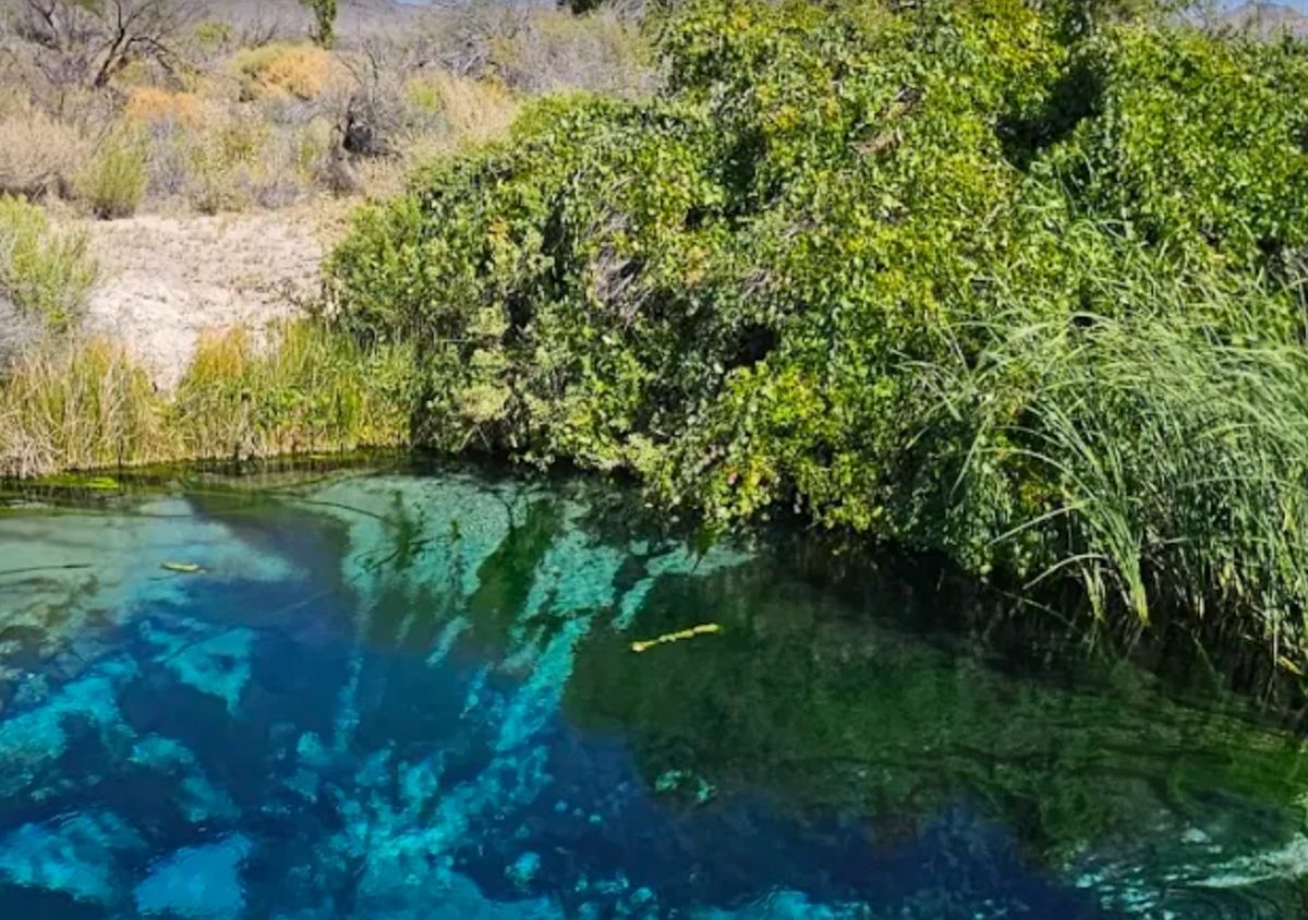 Close view of a spring pool at Ash Meadows National Wildlife Refuge, deep blue and green water beside dense green growth and reeds, with pale desert ground and hills behind.